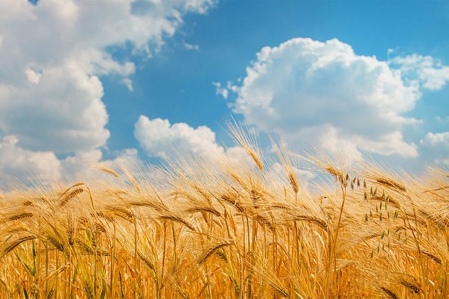 Wheat Field