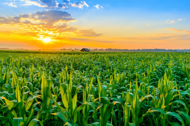 Corn field at sunrise