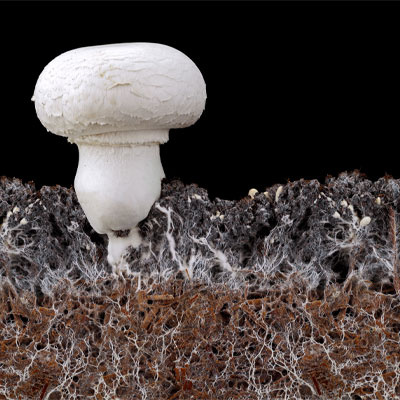 Mushroom growing