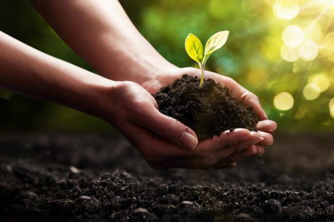 A person holding a small plant