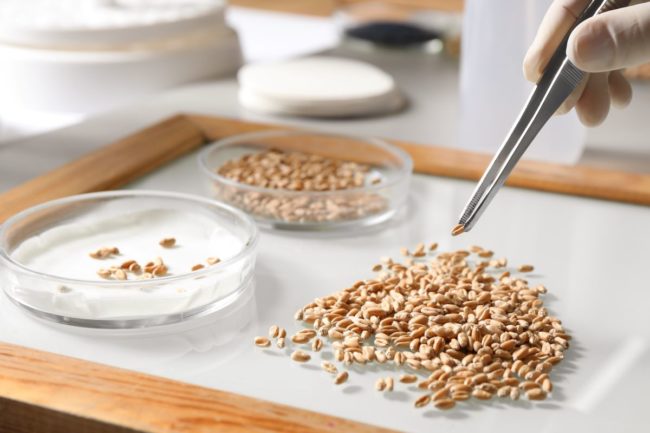 Oats being examined in a lab