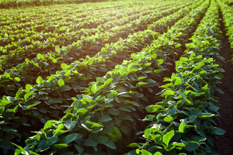 Field of young soybeans
