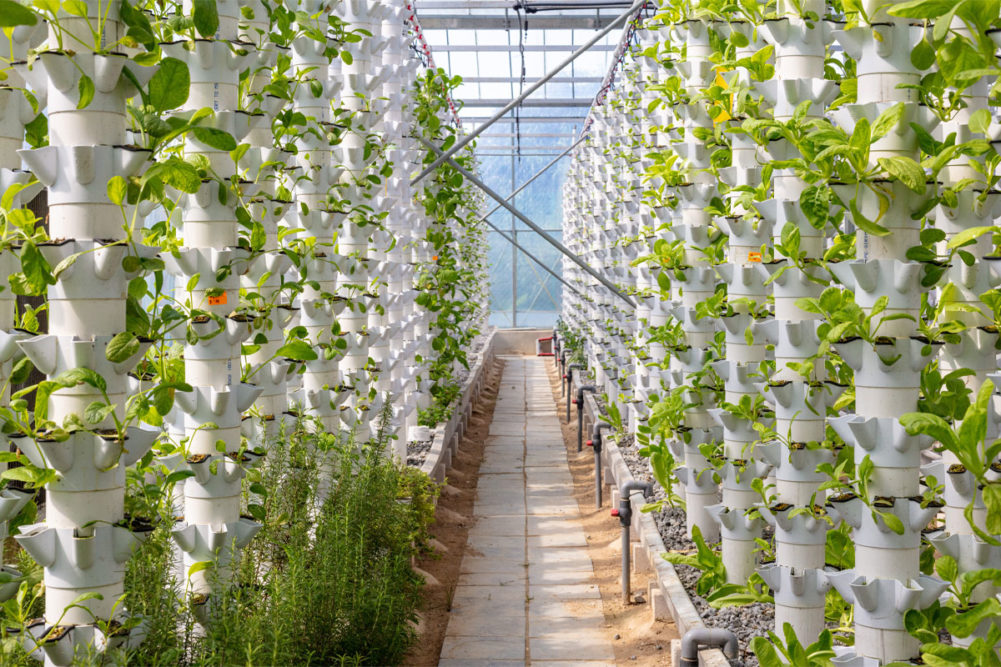 Sustainable hydroponic plants
