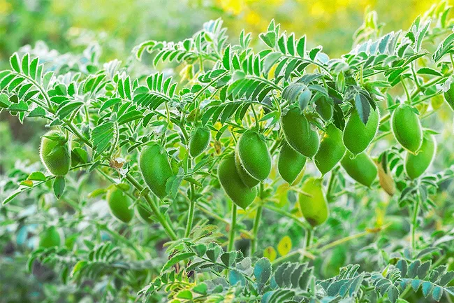 Chickpeas ripening in a field