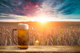 Beer mug in a wheat field