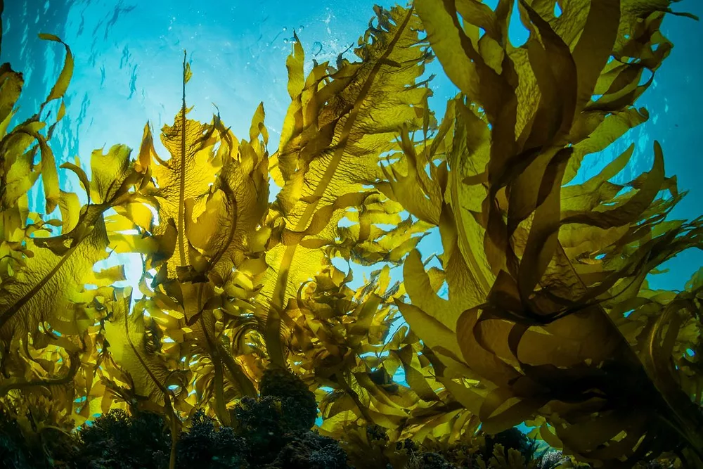 Seaweed in the ocean