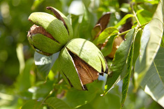 Walnuts growing on a tree