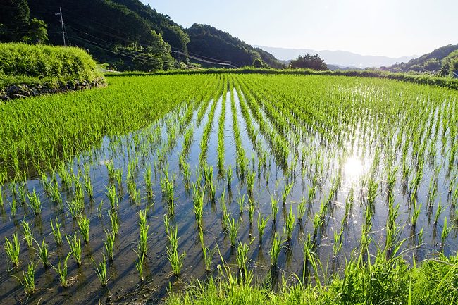 Rice paddy in Japan