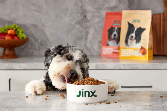 Dog eating Jinx dog food