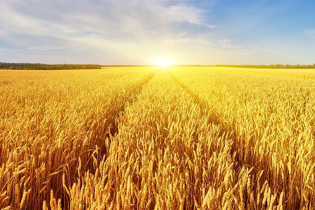 Wheat harvest