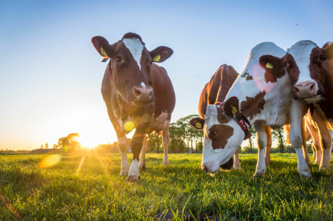 Cows in a field