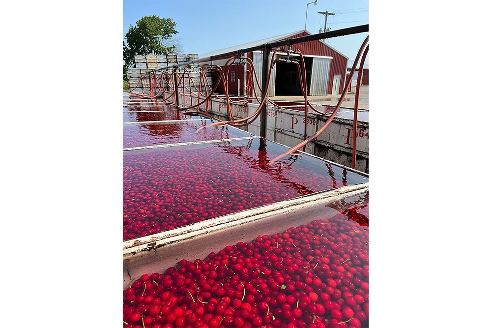 Puratos cherries in water