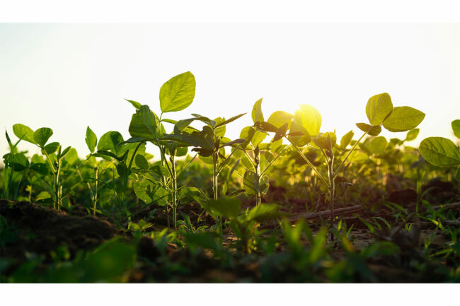 Soybean field