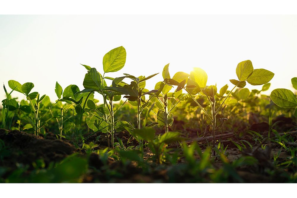 Soybean field