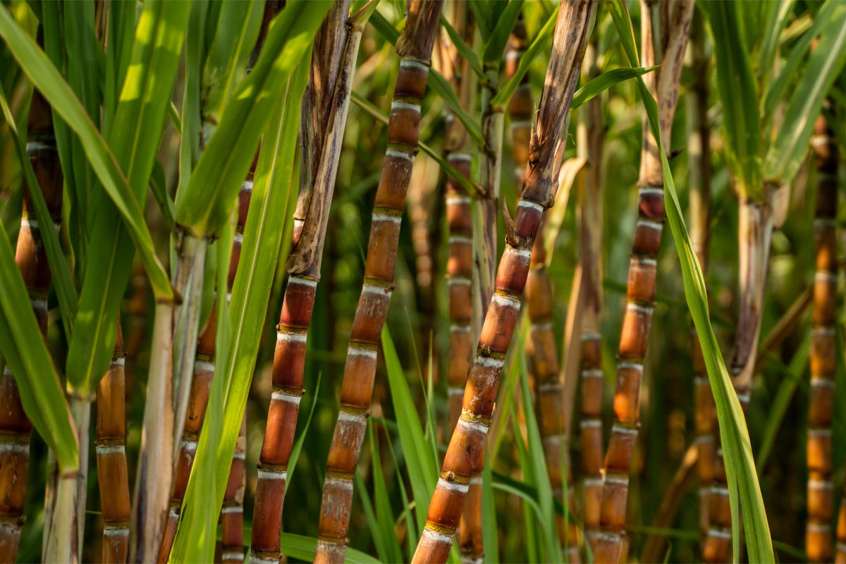 Sugar cane