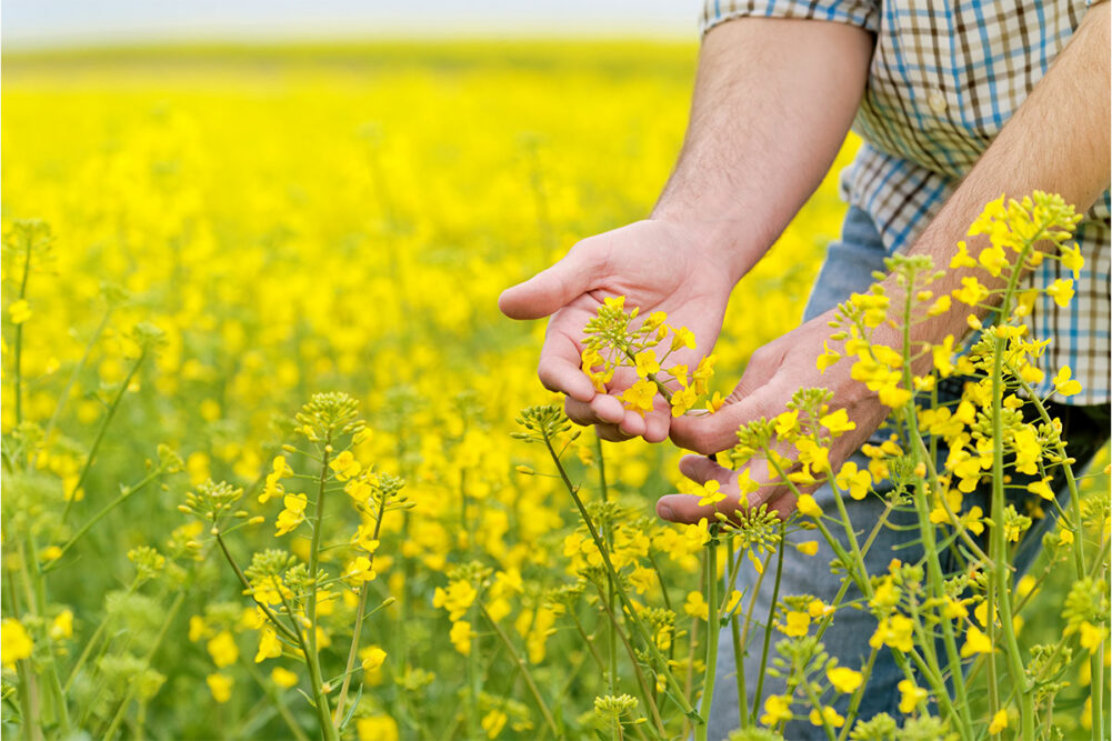 Farmer standing in oilseed field