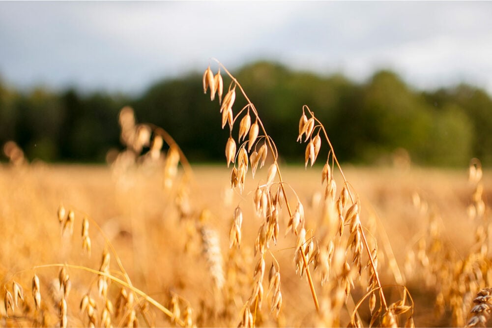 Oat field