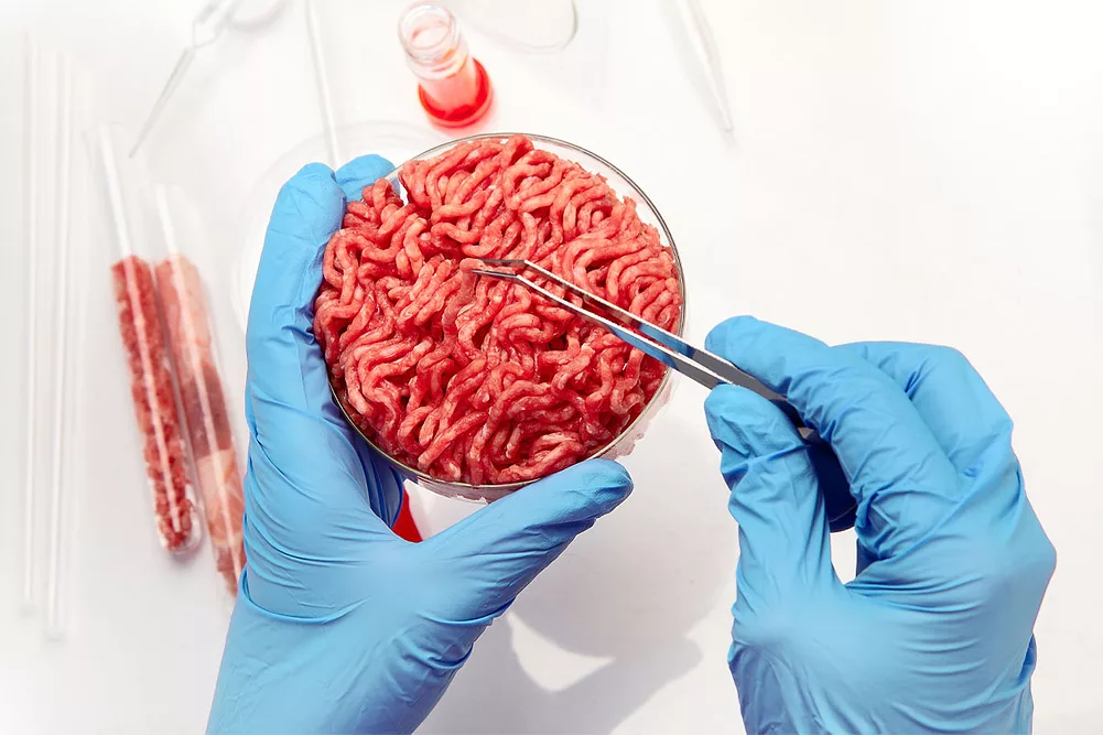 Cultured meat in a petri dish