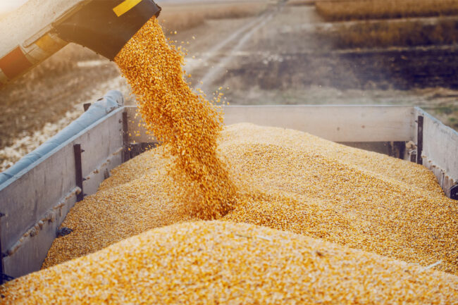 Corn separating machine