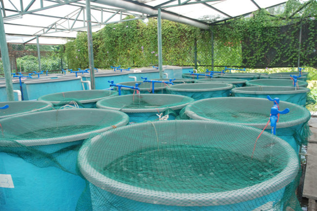 Corbion-Aquaculture-Lead_adst_defun.jpg