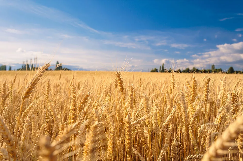 Wheat field