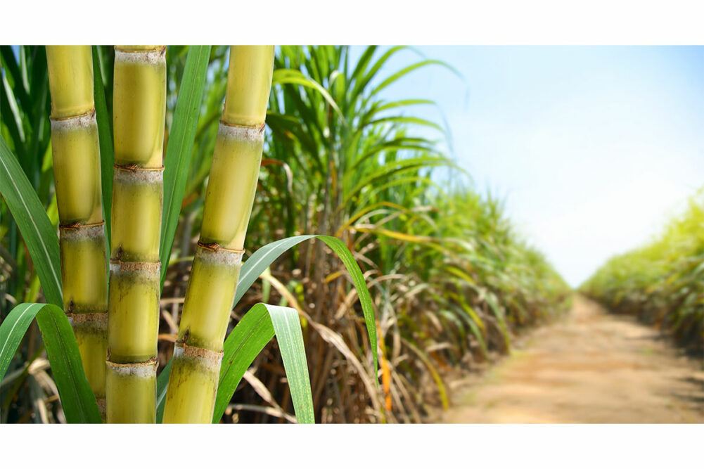 sugarcane product