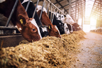 Cattle on a dairy farm