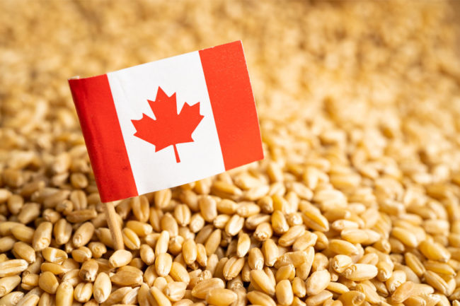 Canadian flag in a pile of grain