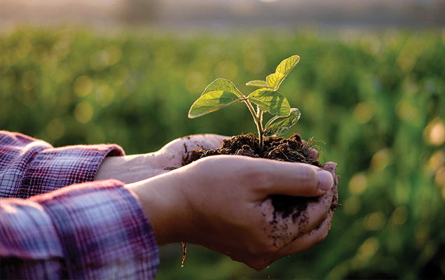 Person holding plant