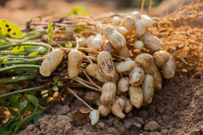 Peanut bundle