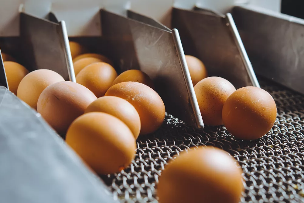 egg factory