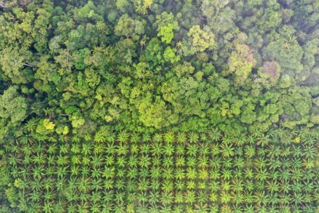 10-FatsOils_Sourcing-.jpg