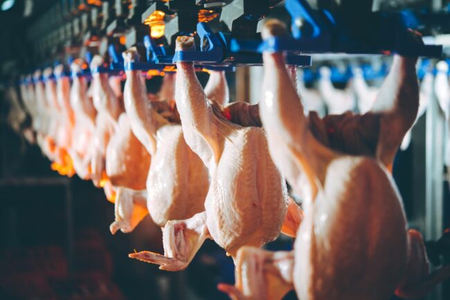 chicken hanging in a line
