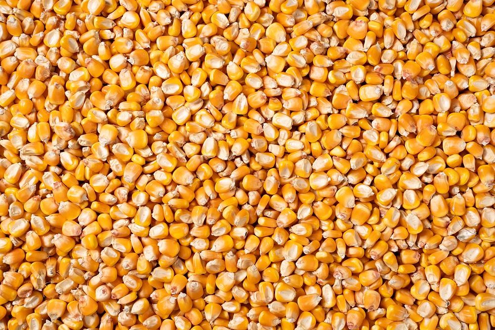 yellow corn kernels