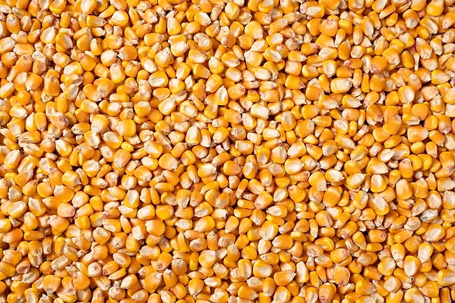 yellow corn kernels