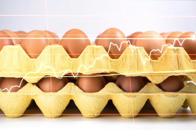 eggs