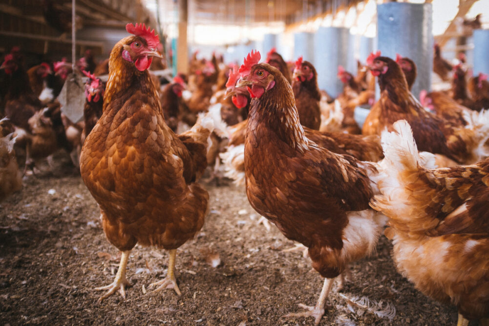 chickens.jpg