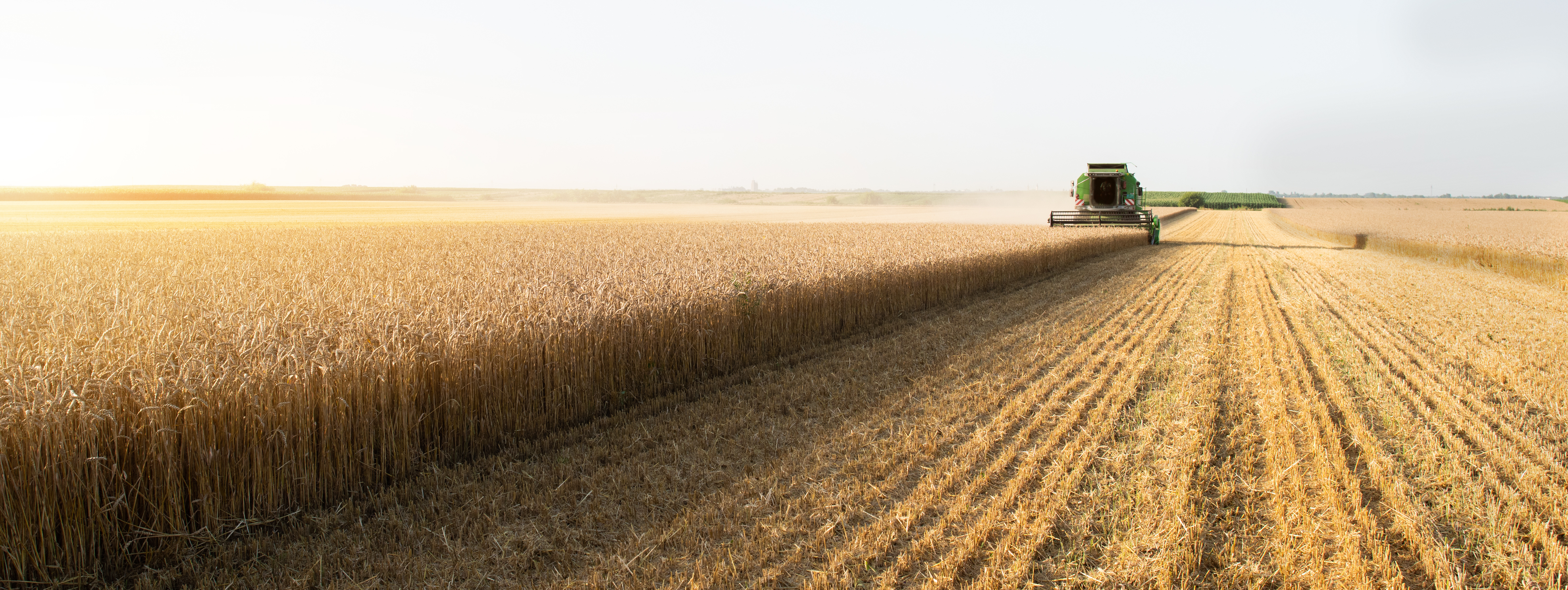 wheat farming