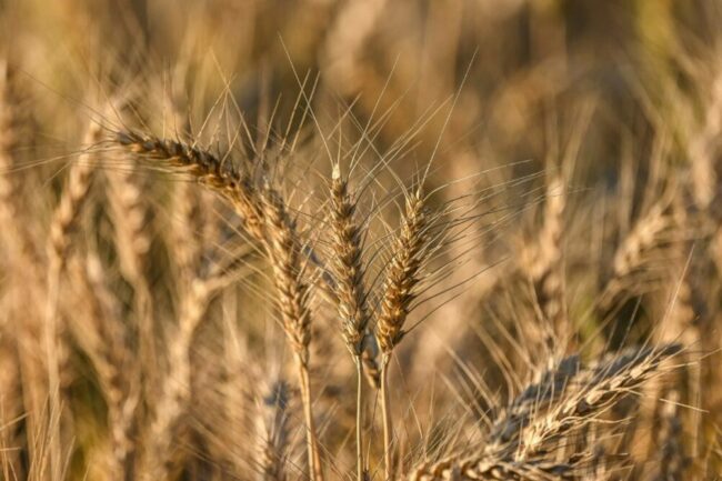 wheat-field_JENNIFER---STOCK.ADOBE.COM_e.jpg