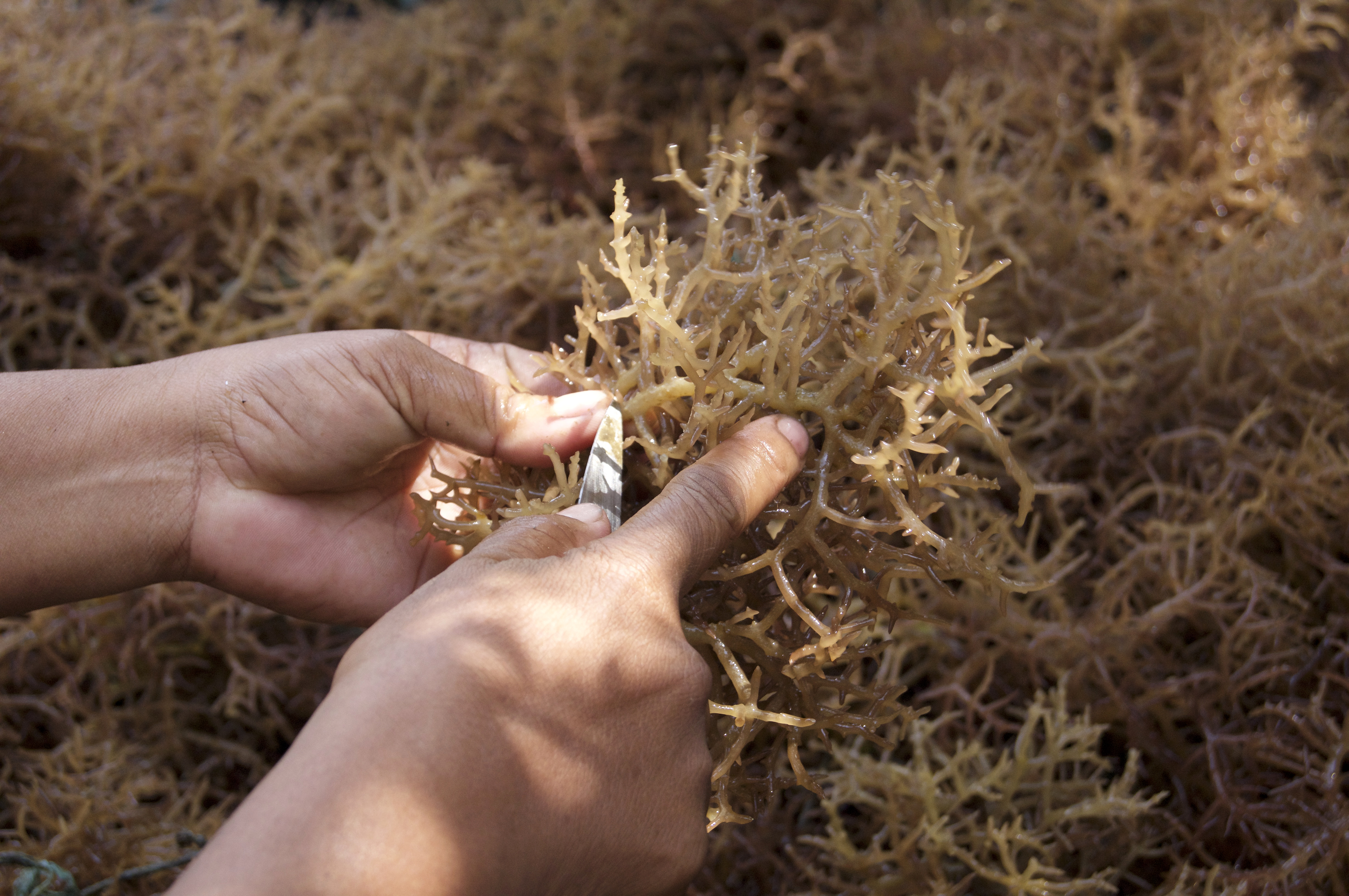 iStock-1143629541-Seaweed.jpg