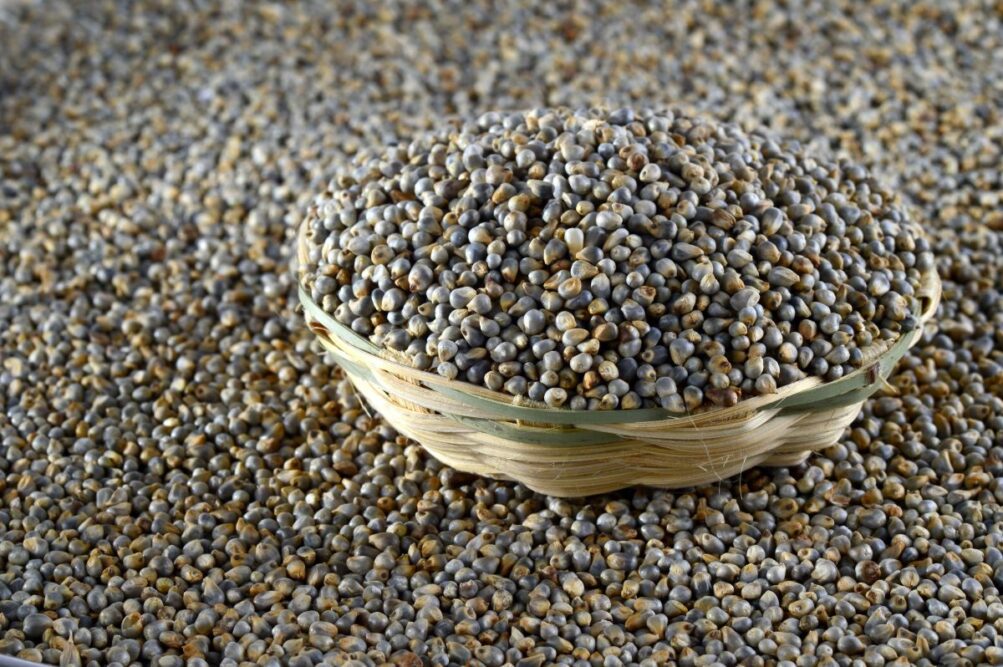 pearl millet