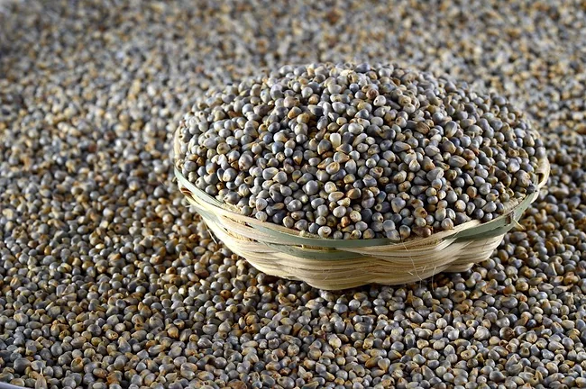 pearl millet
