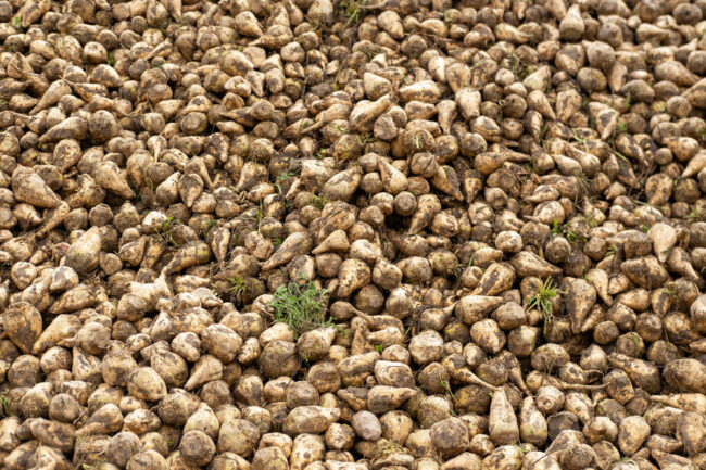 Sugar beets piled high