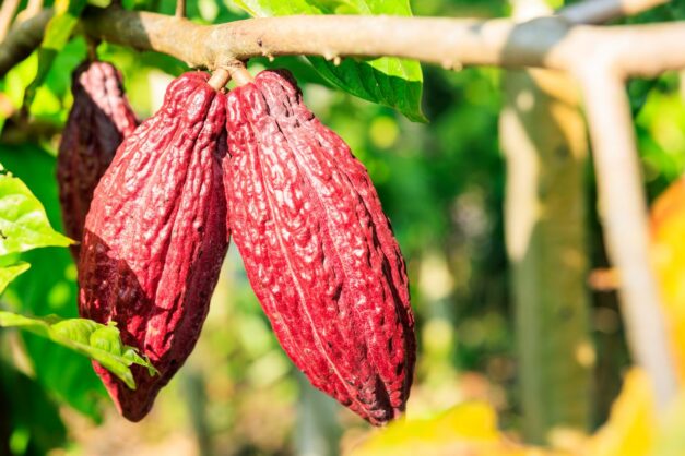 https://www.foodbusinessnews.net/ext/resources/2025/04/29/AdobeStock_600290114.jpg?height=418&t=1745937465&width=800