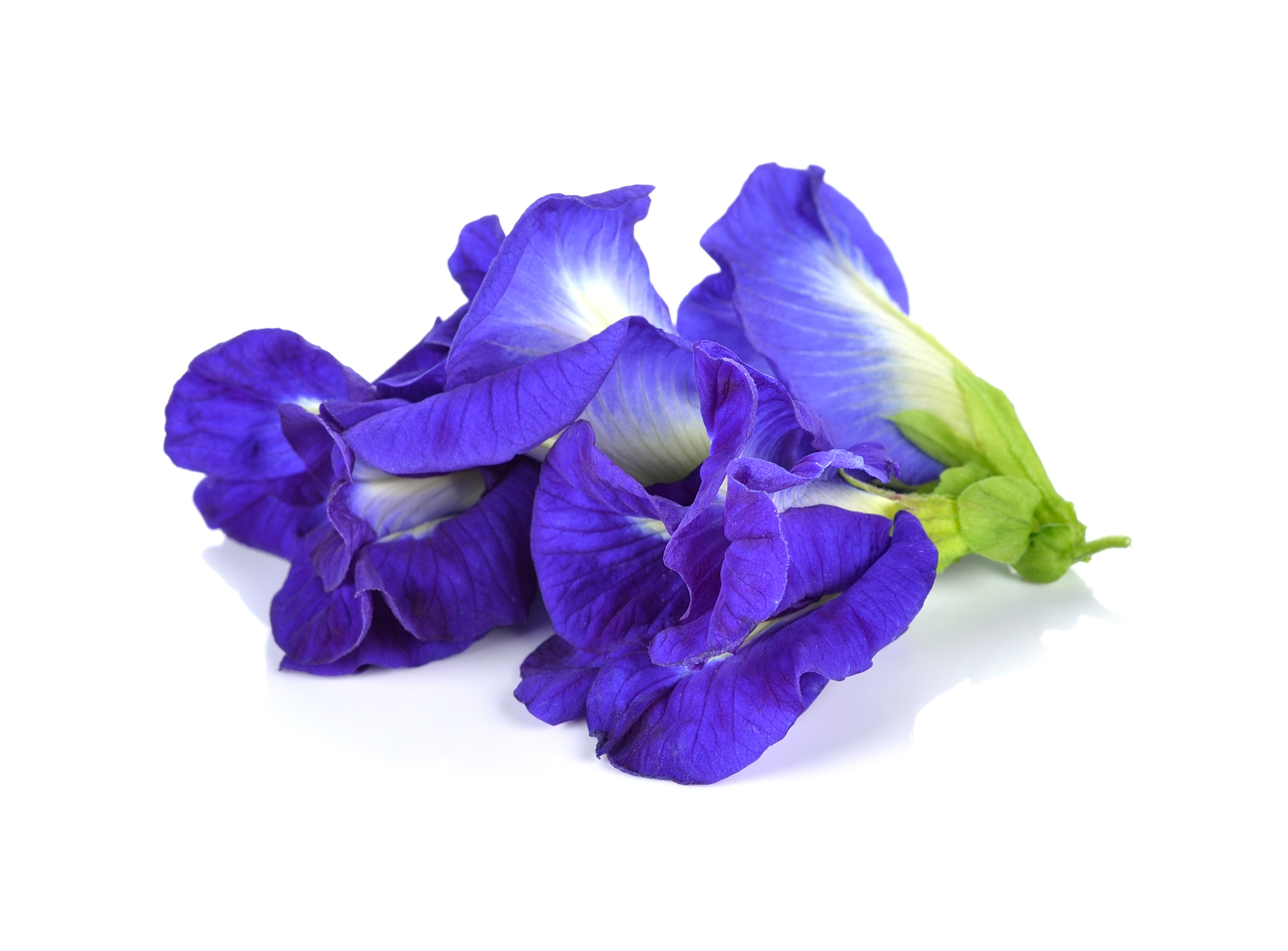 butterly pea flower