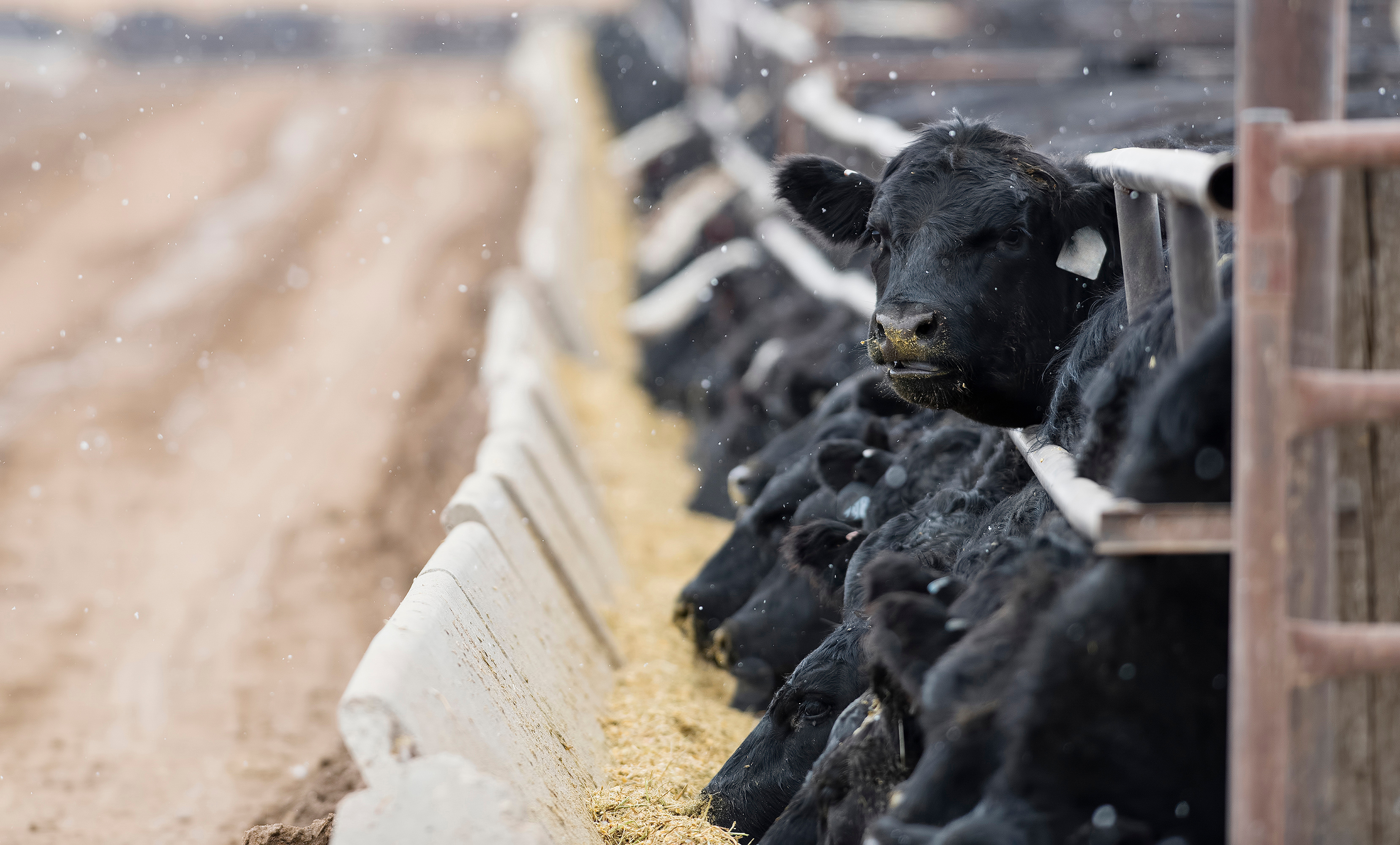 cows
