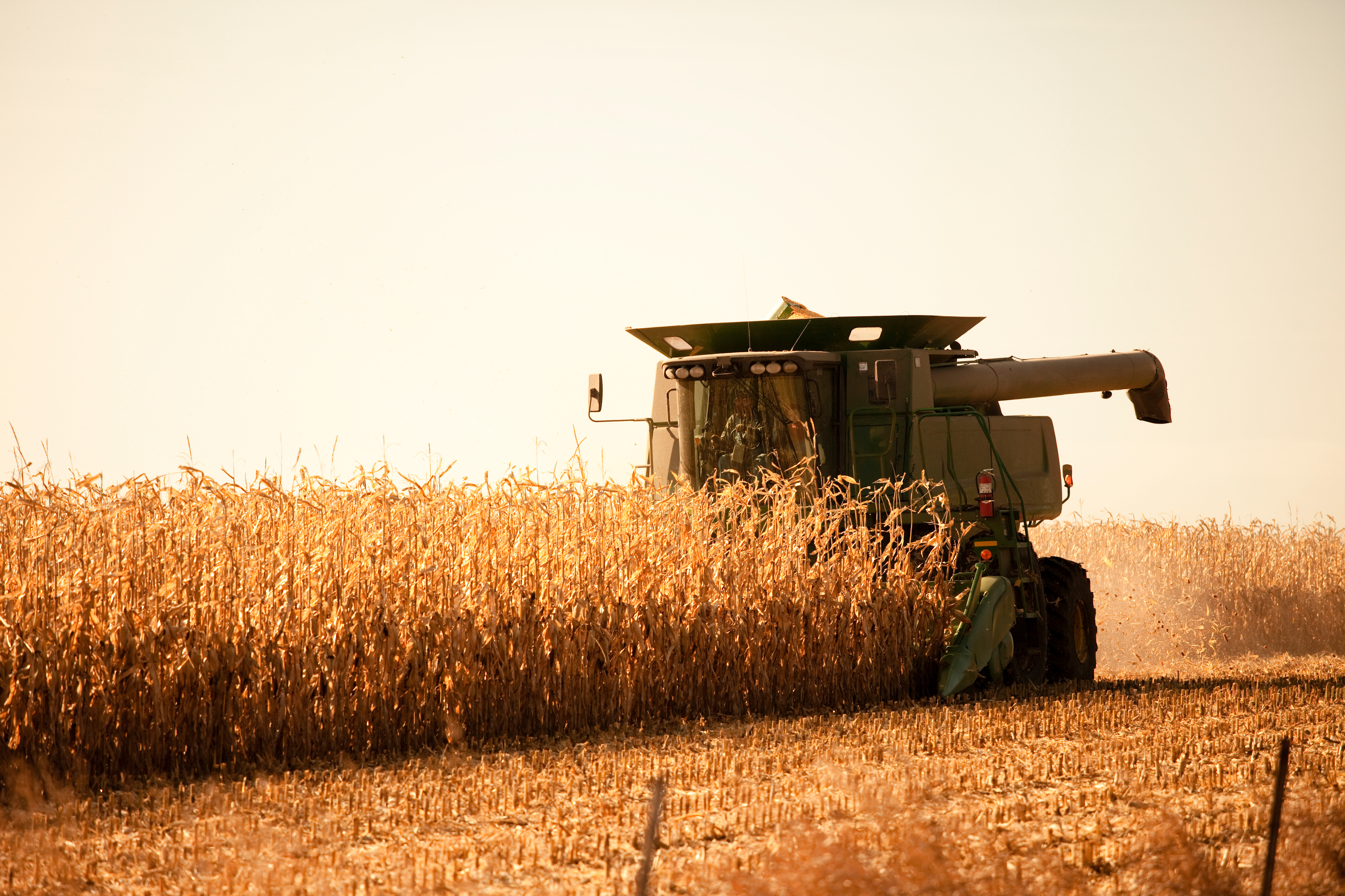 WASDE Corn embed -- WOLLWERTH IMAGERY.jpeg