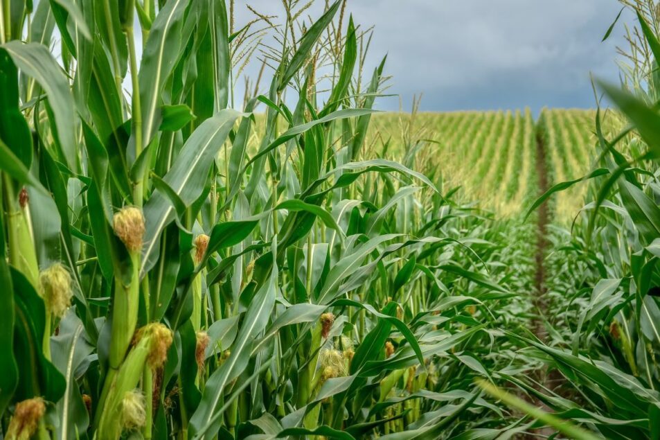 https://www.foodbusinessnews.net/ext/resources/2025/06/18/Industry-Group-Maha-Lead_adst_kyrychukvitaliy.jpg?height=635&t=1750249035&width=1200