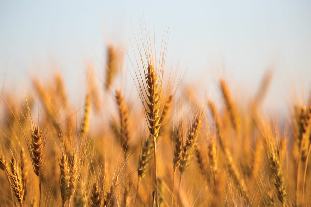 Premier Foods exploring low carbon wheat