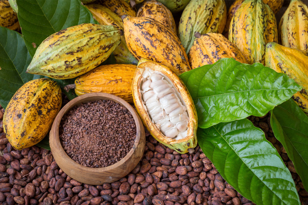 Cocoa pod and nibs
